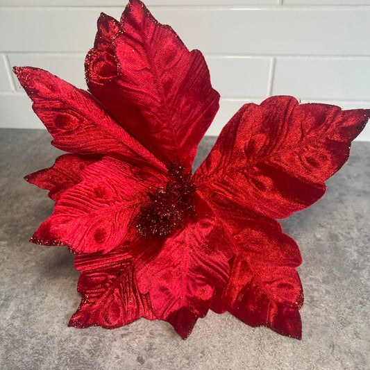 Red Poinsettia