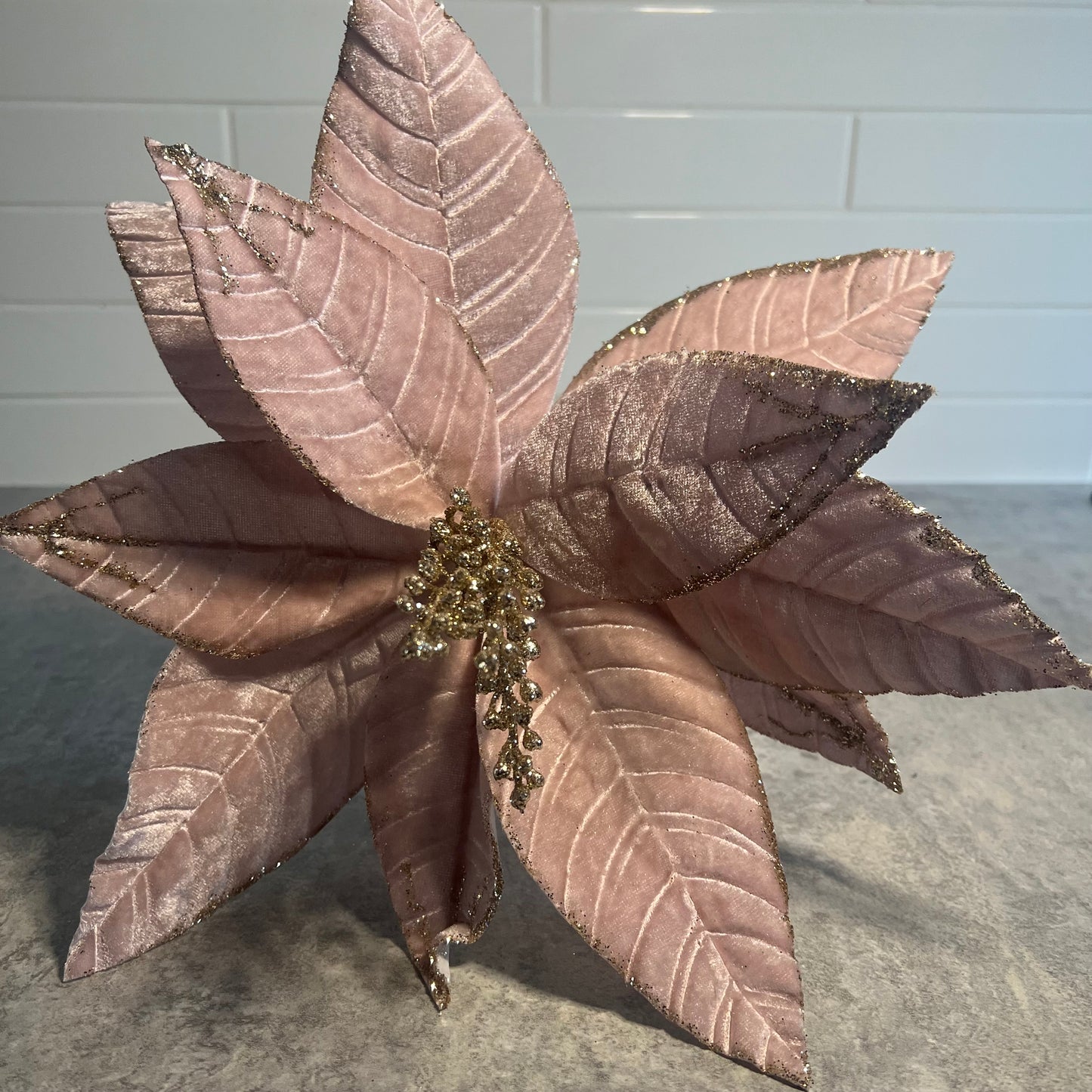 Pink Velvet Poinsettia