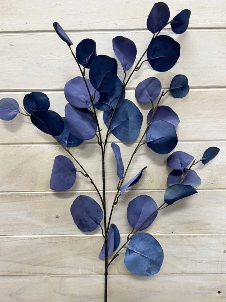 Blue Eucalyptus